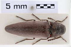 Foto (Dorsalansicht) von Melanotus pulvereus (Candèze, 1896) (NHMW-ZOO-COL-0007743)